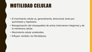 MOTILIDAD CELULAR
• El movimiento celular es, generalmente, direccional, tanto por
quimiotaxis y haptotaxis.
• Reorganización del citoesqueleto de actina (intervienen integrinas) y de
la membrana celular.
• Movimiento celular ameboideo.
• Influyen, también, los fibroblastos.
 