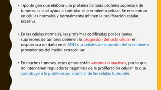 • Tipo de gen que elabora una proteína llamada proteína supresora de
tumores, la cual ayuda a controlar el crecimiento celular. Se encuentran
en células normales y normalmente inhiben la proliferación celular
excesiva.
• En las células normales, las proteínas codificadas por los genes
supresores de tumores detienen la progresión del ciclo celular en
respuesta a un daño en el ADN o a señales de supresión del crecimiento
provenientes del medio extracelular.
• En muchos tumores, estos genes están ausentes o inactivos, por lo que
no intervienen reguladores negativos de la proliferación celular, lo que
contribuye a la proliferación anormal de las células tumorales.
 