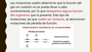 Las mutaciones suelen determinar que la función del
gen en cuestión no se pueda llevar a cabo
correctamente, por lo que desaparece alguna función
del organismo que la presenta. Este tipo de
mutaciones, las que suelen ser recesivas, se denominan
mutaciones de pérdida de función.
 