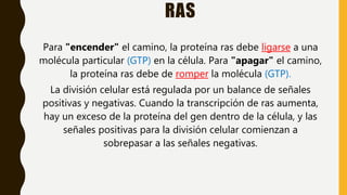 RAS
Para "encender" el camino, la proteína ras debe ligarse a una
molécula particular (GTP) en la célula. Para "apagar" el camino,
la proteína ras debe de romper la molécula (GTP).
La división celular está regulada por un balance de señales
positivas y negativas. Cuando la transcripción de ras aumenta,
hay un exceso de la proteína del gen dentro de la célula, y las
señales positivas para la división celular comienzan a
sobrepasar a las señales negativas.
 