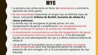 MYC
• La proteína myc actúa como un factor de transcripción y controla la
expresión de varios genes.
• Se han encontrado mutaciones en el gen myc en distintos tipos de
cáncer, incluyendo linfoma de Burkitt, leucemia de células B y
cáncer pulmonar.
• La familia myc de oncogenes se puede activar con una
reorganización de genes o amplificación. Las reorganizaciones de
genes involucran la ruptura y la reunión de cromosomas.
• La translocación cromosómica es un tipo de reorganización de genes,
y una translocación entre los cromosomas 8 y 14 ha demostrado
resultar en una sobreexpresión de myc y a última instancia linfoma de
células B.
• Un aumento en la actividad myc es a veces asociada con muerte
celular programada, pero esta salvaguarda parece ser anulado en
presencia de otro oncogén, bcl-2, el cual previene apoptosis de myc
inducida.
 