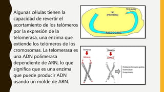 Algunas células tienen la
capacidad de revertir el
acortamiento de los telómeros
por la expresión de la
telomerasa, una enzima que
extiende los telómeros de los
cromosomas. La telomerasa es
una ADN polimerasa
dependiente de ARN, lo que
significa que es una enzima
que puede producir ADN
usando un molde de ARN.
 