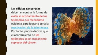 Las células cancerosas
deben encontrar la forma de
evitar el acortamiento de los
telómeros. Un mecanismo
evidente para lograrlo sería la
reactivación de la telomerasa.
Por tanto, podría decirse que
el acortamiento de los
telómeros es un mecanismo
supresor del cáncer.
 