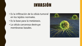 INVASIÓN
• Es la infiltración de la célula tumoral
en los tejidos normales.
• Es la base para la metástasis.
• La célula cancerosa destruye
membranas basales.
 