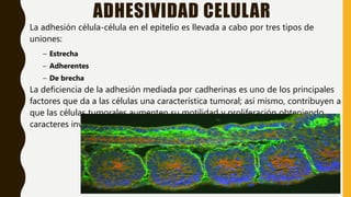 ADHESIVIDAD CELULAR
La adhesión célula-célula en el epitelio es llevada a cabo por tres tipos de
uniones:
– Estrecha
– Adherentes
– De brecha
La deficiencia de la adhesión mediada por cadherinas es uno de los principales
factores que da a las células una característica tumoral; así mismo, contribuyen a
que las células tumorales aumenten su motilidad y proliferación obteniendo
caracteres invasivos y metastásicos.
 