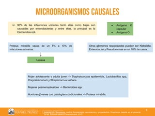 01/08/2018
6
microorganismos causales
❏ 90% de las infecciones urinarias tanto altas como bajas son
causadas por enterobacterias y entre ellas, la principal es la
Escherichia coli.
● Antígeno K
capsular
● Antígeno O
Proteus mirabilis causa de un 5% a 10% de
infecciones urinarias.
Ureasa
Otros gérmenes responsables pueden ser Klebsiella,
Enterobacter y Pseudomonas en un 10% de casos.
Mujer adolescente y adulta joven -> Staphylococcus epidermidis, Lactobacillus spp,
Corynebacterium y Streptococcus viridans.
Mujeres posmenopáusicas -> Bacteroides spp.
Hombres jóvenes con patologías condicionales -> Proteus mirabilis.
Argente HA. Semiologia medica fisiopatologia, semiotecnia y propedéutica. Enseñanza basada en el paciente.
2a ed. Editorial Médica Panamericana; 2013.
 