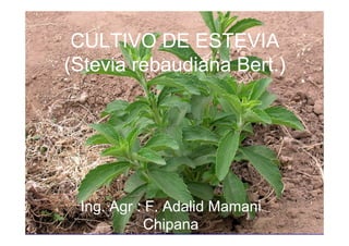 CULTIVO DE ESTEVIA
(Stevia rebaudiana Bert )
Bert.)

Ing.
Ing Agr : F Adalid Mamani
F.
Chipana

 