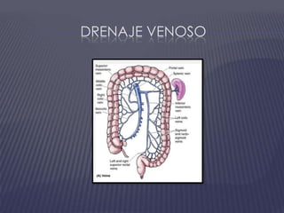 Drenaje venoso