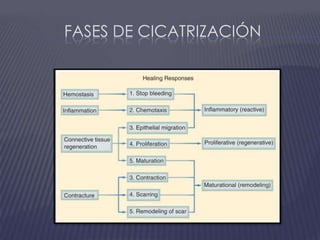 Fases de cicatrización