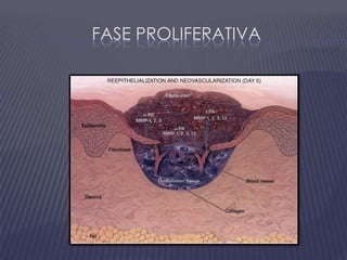 Fase proliferativa