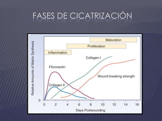Fases de cicatrización
