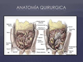 Anatomía Quirurgica