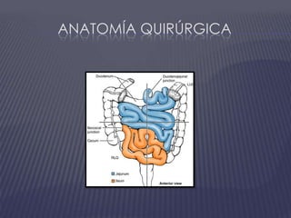 Anatomía Quirúrgica