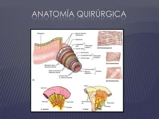 Anatomía Quirúrgica