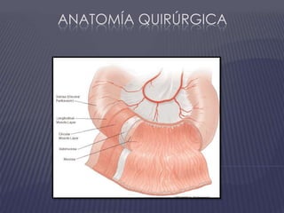 Anatomía quirúrgica