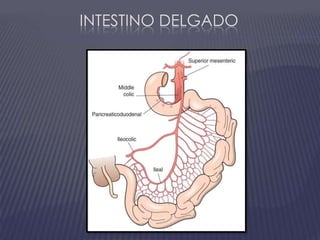 Intestino Delgado