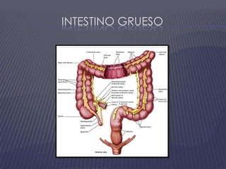 Intestino Grueso