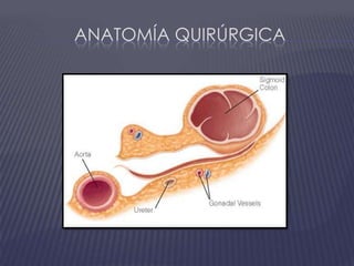 Anatomía quirúrgica