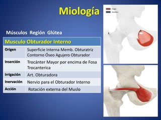 Musculo Obturador Interno
Origen Superficie Interna Memb. Obturatriz
Contorno Óseo Agujero Obturador
Inserción Trocánter Mayor por encima de Fosa
Trocanterica
Irrigación Art. Obturadora
Inervación Nervio para el Obturador Interno
Acción Rotación externa del Muslo
Miología
Músculos Región Glútea
 