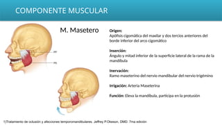 COMPONENTE MUSCULAR
M. Masetero Origen:
Apófisis cigomática del maxilar y dos tercios anteriores del
borde inferior del arco cigomático
Inserción:
Ángulo y mitad inferior de la superficie lateral de la rama de la
mandíbula
Inervación:
Ramo maseterino del nervio mandibular del nervio trigémino
Irrigación: Arteria Maseterina
Función: Eleva la mandíbula, participa en la protusión
1)Tratamiento de oclusión y afecciones temporomandibulares. Jeffrey P.Okeson, DMD. 7ma edición
 