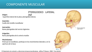 PTERIGOIDEO LATERAL
INF
COMPONENTE MUSCULAR
Origen:
Superficie lateral de la placa pterigoidea lateraL
Inserción:
Cuello del cóndilo mandibular
Inervación:
Ramo pterigoideo del nervio trigémino
Irrigación:
Rama pterigoidea de la arteria maxilar
Movimientos:
Protruye la mandíbula, participa en los movimientos laterales y en la
apertura de la boca
1)Tratamiento de oclusión y afecciones temporomandibulares. Jeffrey P.Okeson, DMD. 7ma edición
 