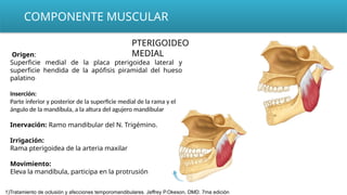 Origen:
Superficie medial de la placa pterigoidea lateral y
superficie hendida de la apófisis piramidal del hueso
palatino
Inserción:
Parte inferior y posterior de la superficie medial de la rama y el
ángulo de la mandíbula, a la altura del agujero mandibular
Inervación: Ramo mandibular del N. Trigémino.
Irrigación:
Rama pterigoidea de la arteria maxilar
Movimiento:
Eleva la mandíbula, participa en la protrusión
COMPONENTE MUSCULAR
PTERIGOIDEO
MEDIAL
1)Tratamiento de oclusión y afecciones temporomandibulares. Jeffrey P.Okeson, DMD. 7ma edición
 