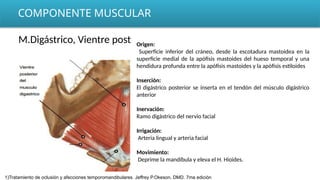 COMPONENTE MUSCULAR
M.Digástrico, Vientre post Origen:
Superficie inferior del cráneo, desde la escotadura mastoidea en la
superficie medial de la apófisis mastoides del hueso temporal y una
hendidura profunda entre la apófisis mastoides y la apófisis estiloides
Inserción:
El digástrico posterior se inserta en el tendón del músculo digástrico
anterior
Inervación:
Ramo digástrico del nervio facial
Irrigación:
Arteria lingual y arteria facial
Movimiento:
Deprime la mandíbula y eleva el H. Hioides.
1)Tratamiento de oclusión y afecciones temporomandibulares. Jeffrey P.Okeson, DMD. 7ma edición
 