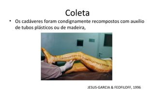 Coleta
• Os cadáveres foram condignamente recompostos com auxílio
  de tubos plásticos ou de madeira,




                                 JESUS-GARCIA & FEOFILOFF, 1996
 