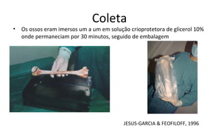 Coleta
•   Os ossos eram imersos um a um em solução crioprotetora de glicerol 10%
    onde permaneciam por 30 minutos, seguido de embalagem




                                           JESUS-GARCIA & FEOFILOFF, 1996
 