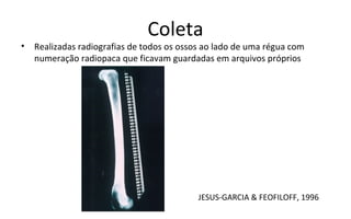 Coleta
•   Realizadas radiografias de todos os ossos ao lado de uma régua com
    numeração radiopaca que ficavam guardadas em arquivos próprios




                                            JESUS-GARCIA & FEOFILOFF, 1996
 