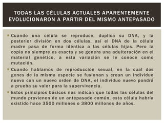 TODAS LAS CÉLULAS ACTUALES APARENTEMENTE
EVOLUCIONARON A PARTIR DEL MISMO ANTEPASADO
 Cuando una célula se reproduce, duplica su DNA, y la
posterior división en dos células, así el DNA de la célula
madre pasa de forma idéntica a las células hijas. Pero la
copia no siempre es exacta y se genera una adulteración en el
material genético, a esta variación se le conoce como
mutación.
 Cuando hablamos de reproducción sexual, en la cual dos
genes de la misma especie se fusionan y crean un individuo
nuevo con un nuevo orden de DNA, el individuo nuevo pondrá
a prueba su valor para la supervivencia.
 Estos principios básicos nos indican que todas las células del
mundo provienen de un antepasado común, esta célula habría
existido hace 3500 millones o 3800 millones de años.

 