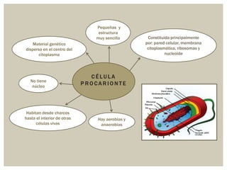 Pequeñas y
estructura
muy sencilla
Material genético
disperso en el centro del
citoplasma

No tiene
núcleo

Habitan desde charcos
hasta el interior de otras
células vivas

CÉLULA
PROCARIONTE

Hay aerobias y
anaerobias

Constituida principalmente
por: pared celular, membrana
citoplasmática, ribosomas y
nucleoide

 