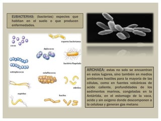 (bacterias) especies que
habitan en el suelo o que producen
enfermedades.

estas no solo se encuentran
en estos lugares, sino también en medios
ambientes hostiles para la mayoría de las
células, como en fuentes volcánicas de
acido caliente, profundidades de los
sedimentos marinos, congeladas en la
Antártida, en el estomago de la vaca,
acido y sin oxigeno donde descomponen a
la celulosa y generan gas metano.

 