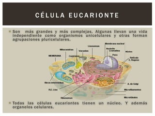CÉLULA EUCARIONTE
 Son más grandes y más complejas. Algunas llevan una vida
independiente como organismos unicelulares y otras forman
agrupaciones pluricelulares.

 Todas las células eucariontes tienen un núcleo. Y además
organelos celulares.

 