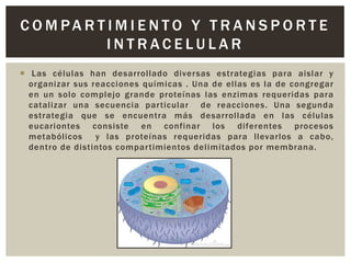 C O M PA R T I M I E N TO Y T R A N S P O R T E
INTRACELULAR
 Las células han desarrollado diversas estrategias para aislar y
organizar sus reacciones químicas . Una de ellas es la de congregar
en un solo complejo grande proteínas las enzimas requeridas para
catalizar una secuencia par ticular de reacciones. Una segunda
estrategia que se encuentra más desarrollada en las células
eucariontes consiste en confinar los diferentes procesos
metabólicos
y las proteínas requeridas para llevarlos a cabo,
dentro de distintos compar timientos delimitados por membrana.

 