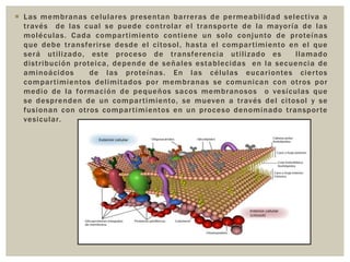  Las membranas celulares presentan barreras de permeabilidad selecti va a
través d e las cual se puede controlar el transpor te de la mayoría de las
mol éculas . Cada compar timiento contiene un sol o conj unto de proteí nas
que debe transferir se desde el citosol , hasta el compar timiento e n el que
será utilizado, este proceso de transferencia utili z ado e s
llamado
distribuci ón protei ca, depende de señales establecidas e n la secuencia de
aminoáci dos
de l as proteínas . En las células eucari ontes cier tos
compar timientos delimitados por membranas se comunican con otros por
medi o de la formaci ón d e pequeños sacos membranosos o vesí culas que
se desprenden de un compar timiento, se mueven a través del citosol y se
fusi onan con otros compar ti mientos e n un proceso denominado transpor te
vesicular.

 