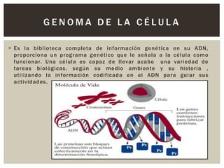 GENOMA DE LA CÉLULA
 Es la biblioteca completa de información genética en su ADN,
proporciona un programa genético que le señala a la célula como
funcionar. Una célula es capaz de llevar acabo una variedad de
tareas biológicas, según su medio ambiente y su historia ,
utilizando la información codificada en el ADN para guiar sus
actividades.

 