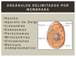 O R G Á N U LO S D E L I M I TA D O S P O R
MEMBRANA
N ú c l e o
A p a r a t o d e G o l g i
L i s o s o m a s
E n d o s o m a s
P e r o x i s o m a s
M i t o c o n d r i a s
C l o r o p l a s t o s
R e t í c u l o
endoplasmático

 