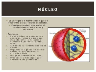 NÚCLEO
 Es un orgánulo membranoso que se
encuentra en las células eucariotas.
 Envoltura nuclear que rodea al
nucleoplasma , cromatina y
nucléolos .
 Fu nc i o n e s :
1.
En el núcleo se guardan los
genes en forma de cromosomas (durante la mitosis) o
cromatina (durante la interfase).
2.
Almacena la información de la
célula.
3.
Organiza los genes en cromosomas lo que permite la
división celular.
4.
Dirige la actividad celular.
5.
Produce los mensajes que
codifican las proteínas.

 