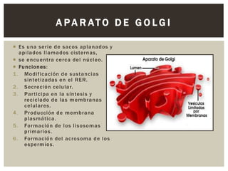 A PA R ATO D E G O LG I
 Es una serie de sacos aplanados y
apilados llamados cisternas,
 se encuentra cerca del núcleo.
 Funciones:
1. Modificación de sustancias
sintetizadas en el RER.
2. Secreción celular.
3. Par ticipa en la síntesis y
reciclado de las membranas
celulares.
4. Producción de membrana
plasmática.
5. Formación de los lisosomas
primarios.
6. Formación del acrosoma de los
espermios.

 