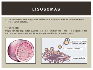 LISOSOMAS
 Los lisosomas son orgánulos esféricos u ovalados que se localizan en el
citoplasma celular.
 Funciones :
Degradan los orgánulos agotados, como también las
macromoléculas y las
par tículas capturadas por la célula por medio de la endocitosi s.

 