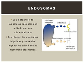 ENDOSOMAS
 Es un orgánulo de
las células animales deli

mitado por una
sola membrana.
 Distribuyen las moléculas
ingeridas y recirculan
algunas de ellas hacia la
membrana plasmática.

 