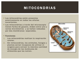 MITOCONDRIAS
 Las mitocondrias están presentes
prácticamente en todas las células
eucariontes.
 Las mitocondrias a través del microscopio
tienen forma de gusano, miden entre uno y
varios micrómetros y se hallan rodeadas
por dos membranas separadas.

 Funciones:
1. Las mitocondrias realizan la respiración
celular.
2. Sin mitocondrias, los animales, hongos y
plantas serian incapaces de utilizar el
oxigeno para extraer la máxima cantidad
de energía de las moléculas de
alimentos que los nutren.

 