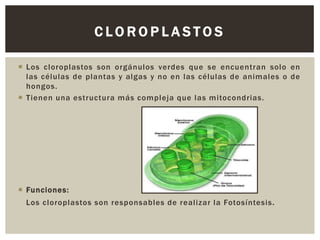 CLOROPLASTOS
 Los cloroplastos son orgánulos verdes que se encuentran solo en
las células de plantas y algas y no en las células de animales o de
hongos.
 Tienen una estructura más compleja que las mitocondrias.

 Funciones:
Los cloroplastos son responsables de realizar la Fotosíntesis .

 