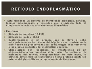RETÍCULO ENDOPLASMÁTICO
 Está formando un sistema de membranas biológicas, canales,
túbulos membranosos y vesículas que atraviesan todo el
Citoplasma, e inclusive a la Membrana Plasmática.
 Funciones:
1. Síntesis de proteínas ( R.E.R)
2. Síntesis de lípidos ( R.E.L)
3. Destoxificación: Es un proceso que se lleva a cabo
principalmente en las células del hígado y que consiste en la
inactivación de productos tóxicos como drogas, medicamentos
o los propios productos del metabolismo celular.
4. Glicosilación: Son reacciones de transferencia de un
oligosacárido a las proteínas sintetizadas. Se realiza en la
membrana del retículo endoplasmático. De este modo, la
proteína sintetizada se transforma en una proteína periférica
externa del glucocálix en la reproducción de lisosomas.

 