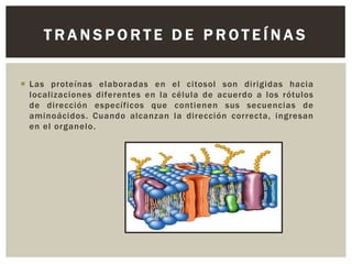 TRANSPORTE DE PROTEÍNAS
 Las proteínas elaboradas en
localizaciones diferentes en la
de dirección específicos que
aminoácidos. Cuando alcanzan
en el organelo.

el citosol son dirigidas hacia
célula de acuerdo a los rótulos
contienen sus secuencias de
la dirección correcta, ingresan

 