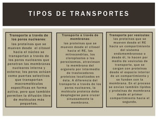 TIPOS DE TRANSPORTES
Tr a ns po r te a t r av és d e
l o s p o ro s n u c leare s :
l a s prote í n a s q ue s e
m ueven de s de e l c i to s ol
h a c i a e l n úc l e o s e
t ra n s po r t a n a t rav é s de
l o s po ro s n uc l e a res q ue
pe n et ra n l a s m e m bra nas
n ucl e ares i n te rn a y
ex te rn a ; l o s po ro s a c t úa n
c o m o pue r t a s s e l ec t ivas
q ue t ra n s po r t a n
m a c ro moléc ulas
e s pe c ífic as e n fo rm a
a c t i va, pe ro q ue t a m bi é n
pe rm i te n l a di fus i ó n l i bre
de m o l é c ulas m á s
pe q ue ñ as.

Tr a n s p o r te a t r av é s d e
membranas:
l a s p r o te í n a s q u e s e
m u ev e n d e s d e e l c i to s o l
hacia el RE, las
m i t ro c o n d r i a s , l o s
c l o r o p la s to s o l o s
p e r ox i s o m a s , a t r av i e s a n
la membrana del
o r g a n e l o p o r i n te r m e d i o
de traslocadores
p r o te i co s l o c al i z a d o s e n
ésta. A diferencia del
t r a n s p o r te a t r av é s d e l o s
poros nucleares, la
m o l é c ula p r o te i c a d e b e
desplegarse para cruzar
s i n u o s am e n te l a
membrana.

Tr a n s p o r te p o r v e s í c ul a s :
l a s p r o te í n a s q u e s e
m u ev e n d e s d e e l R E
h a c i a u n c o m p a r t i m ie n to
d e l s i s te m a
endomembranoso o
desde él, lo hacen por
m e d i o d e v e s í c ul a s d e
t r a n s p o r te , q u e s e
c a r g a n c o n p r o te í n a s
d e s d e e l e s p a c i o i n te r i o r
d e u n c o m p a r t i mi e n to y
se funden con la
membrana. En el proceso
s e e nv í a n t a m b i é n l í p i d o s
y p r o te í n a s d e m e m b r a n a
desde el primer
c o m p a r t im ie n to h a c i a e l
segundo.

 