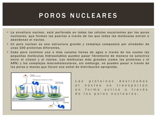 POROS NUCLEARES
 L a e nvo l t ur a nuc l e ar, es t á p er fo r ad a e n to d a s l as c él ul a s euc ar i o nte s p o r l o s p o ro s
n uc l e ar e s , qu e fo r m a n l a s p u e r t a s a t r av é s d e la s qu e to d a s l as m o l éc ul as e nt r a n o
abandonan el núcleo.
 U n p o ro nuc l e ar e s u n a e s t r uc t ur a g r a nd e y c o m p l ej a c o m p ues t a p o r al r ed ed o r d e
u n a s 1 0 0 p r o te í n a s d i f e r e n te s .
 C ad a p o ro c o nt i e n e u no o m ás c a n al e s l l e no s d e ag u a a t r av é s d e l o s c u al e s l as
p e qu e ñ a s m o l éc ul as hi d ro s o l ub l e s p u ed e n p a s ar l i b r em e n te d e m a n er a no s ele c t i va
e n t r e el c i to s o l y el núc l eo . La s m o l éc ul a s m á s g r a nd e s (c om o l a s p roteí n as y el
A RN ) y l o s c o mp l ej o s m ac ro m o l ec ul ar e s , s i n em b ar g o , no p u ed e n p a s ar a t r av é s d e
l o s p o r o s a m e n o s q u e l l ev e n u n a s e ñ a l d e d i s t r i b uc ió n a p r o p i a da .

L
a
e
d

as
proteínas
destinadas
l
núcleo
se
transportan
n forma activa a través
e los poros nucleares.

 