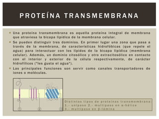 PROTEÍNA TRANSMEMBRANA
 Una proteína transmembrana e s aquella proteína i ntegral d e membrana
que atraviesa la bicapa lipídica de la membrana celular.
 Se pueden distinguir tres dominios . En primer lugar una zona que pasa a
través d e l a membrana, d e caracterí sti cas hi drofóbi cas (que repel e el
agua) para interactuar con l os lípidos d e la bi capa li pídica (membrana
celul ar) . Además, un domini o citosólico y otro extracitosóli co en contacto
con el interi or y exteri or de la célul a respecti vamente, de carácter
hidrofílicos ("les gusta el agua").
 Las principales funciones son ser vir como canales transpor tadores de
iones o moléculas .

Distintos tipos de proteínas transmembrana:
1.- unipaso 2.- multipaso en α-hélice
3.- multipaso en β-lámina

 