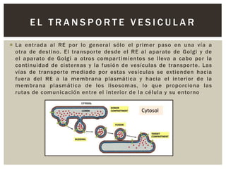 EL TRANSPORTE VESICULAR
 La entrada al RE por lo general sólo el primer paso en una vía a
otra de destino. El transpor te desde el RE al aparato de Golgi y de
el aparato de Golgi a otros compar timientos se lleva a cabo por la
continuidad de cisternas y la fusión de vesículas de transpor te. Las
vías de transpor te mediado por estas vesículas se extienden hacia
fuera del RE a la membrana plasmática y hacia el interior de la
membrana plasmática de los lisosomas, lo que proporciona las
rutas de comunicación entre el interior de la célula y su entorno

 
